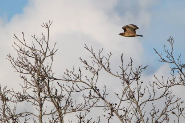 Tule Tract Habitat Restoration