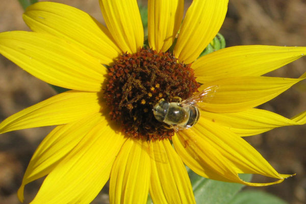 Insectary Habitat